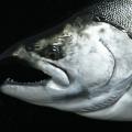 48 lb. Reproduction closeup 48 lb. Reproduction closeup